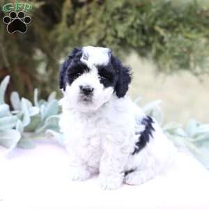 Josie, Bich-Poo Puppy